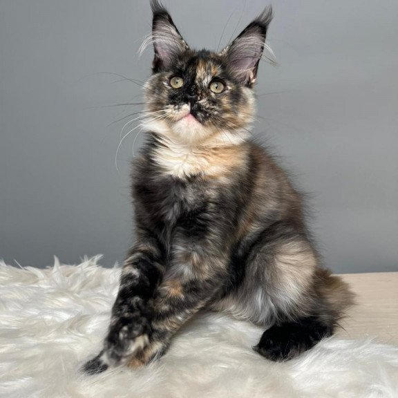 Maine Coon EZ Heavy Rock Baby