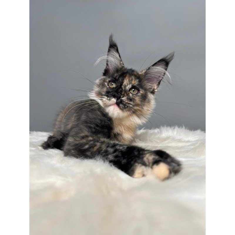Maine Coon EZ Heavy Rock Baby