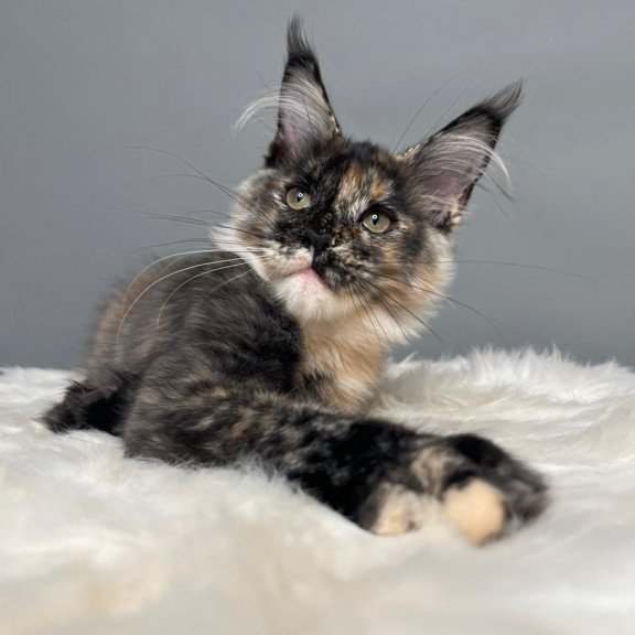 Maine Coon EZ Heavy Rock Baby