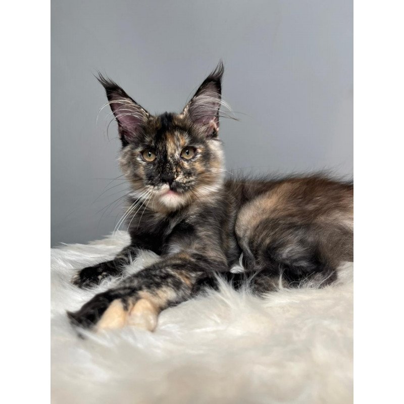 Maine Coon EZ Heavy Rock Baby
