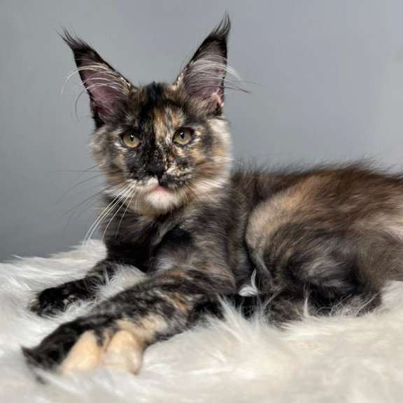 Maine Coon EZ Heavy Rock Baby