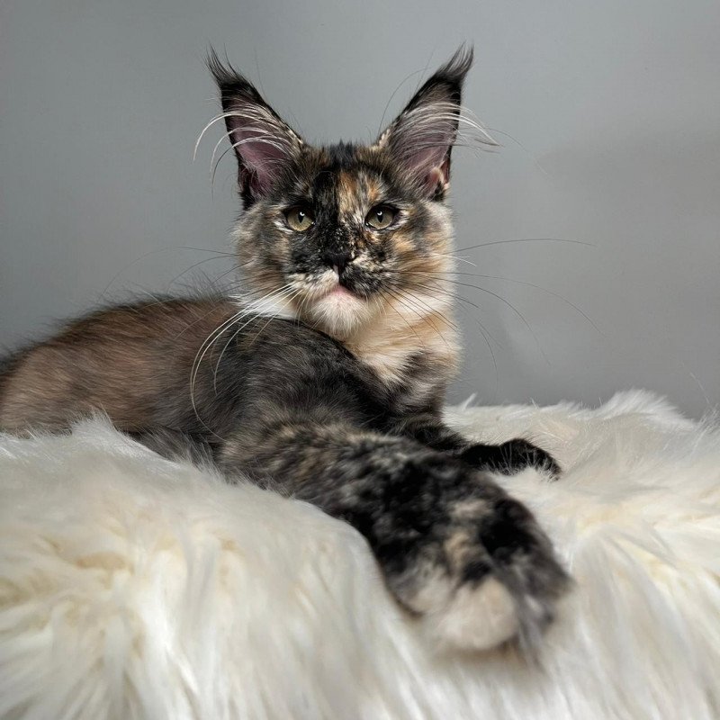 Maine Coon EZ Heavy Rock Baby