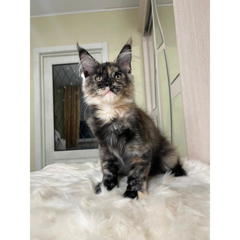 Maine Coon EZ Heavy Rock Baby
