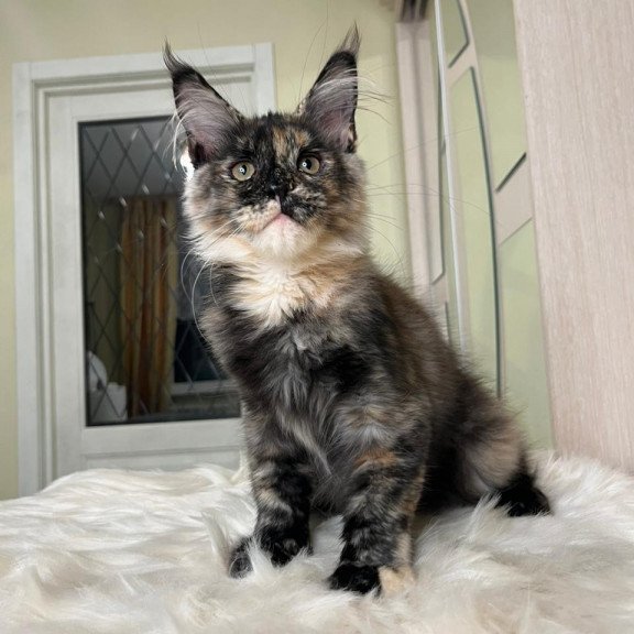 Maine Coon EZ Heavy Rock Baby