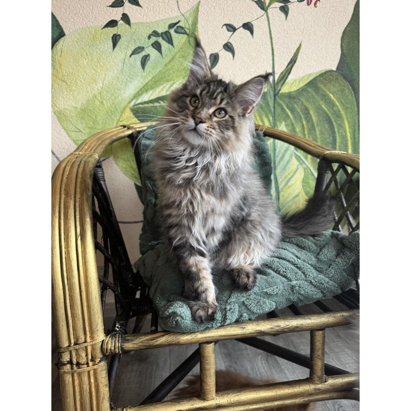 Maine Coon EZ Mel