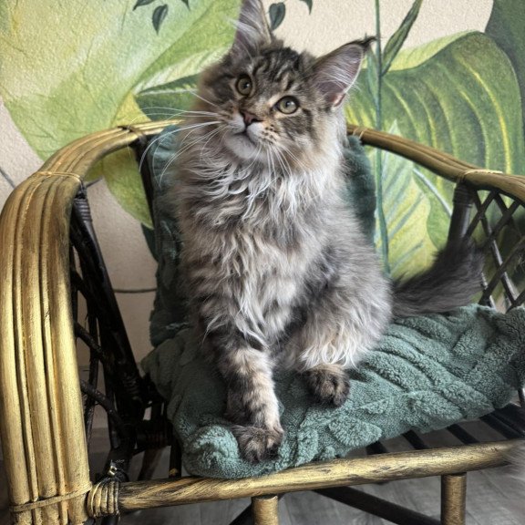 Maine Coon EZ Mel