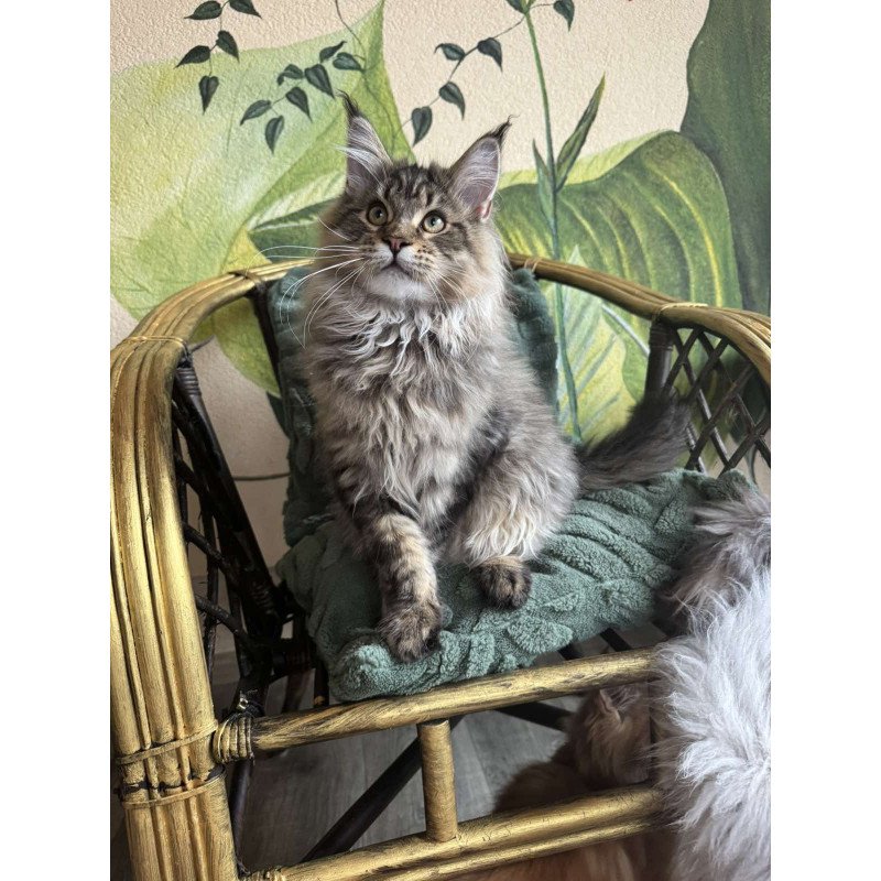 Maine Coon EZ Mel