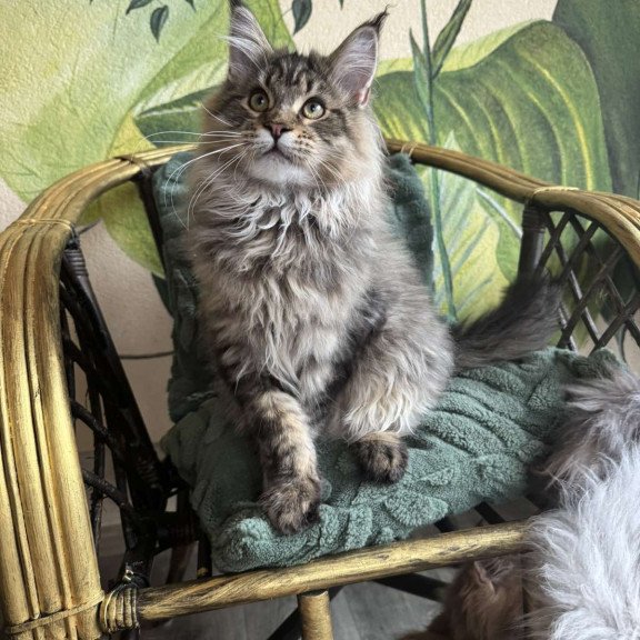 Maine Coon EZ Mel