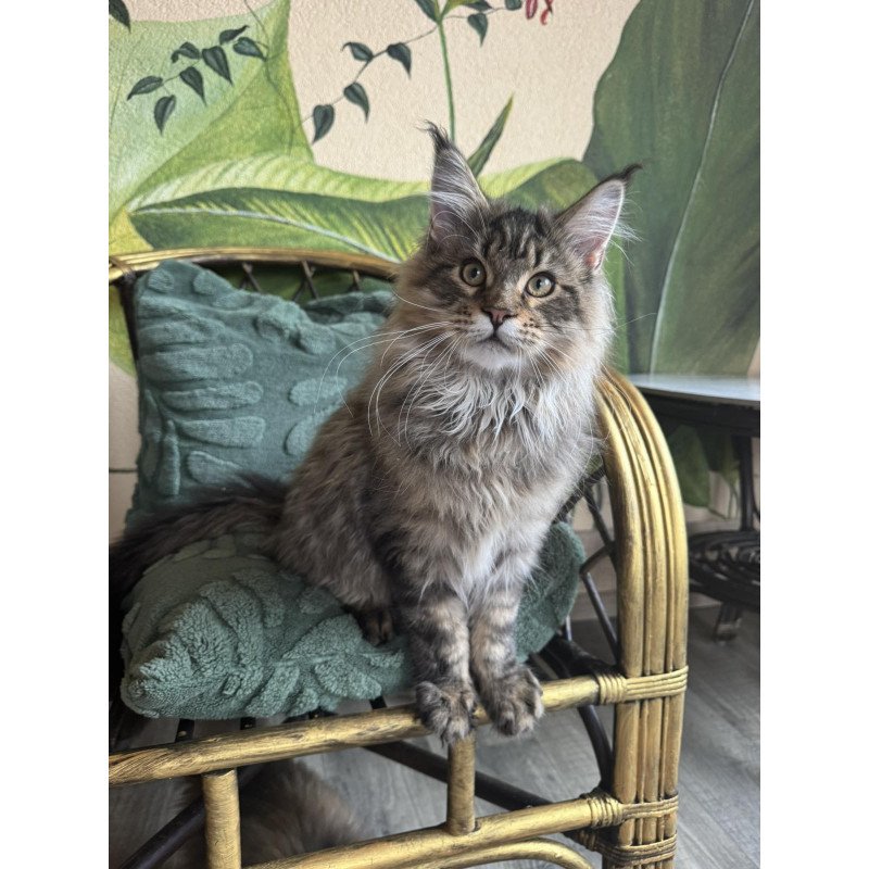 Maine Coon EZ Mel