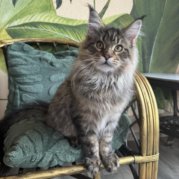 Maine Coon EZ Mel