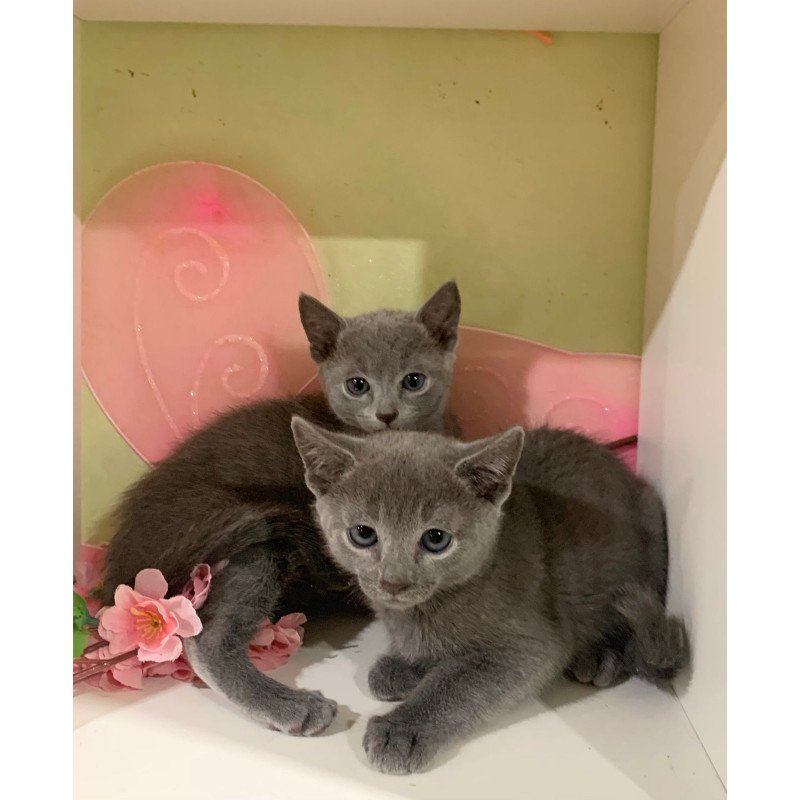 Russian Blue 12.10b