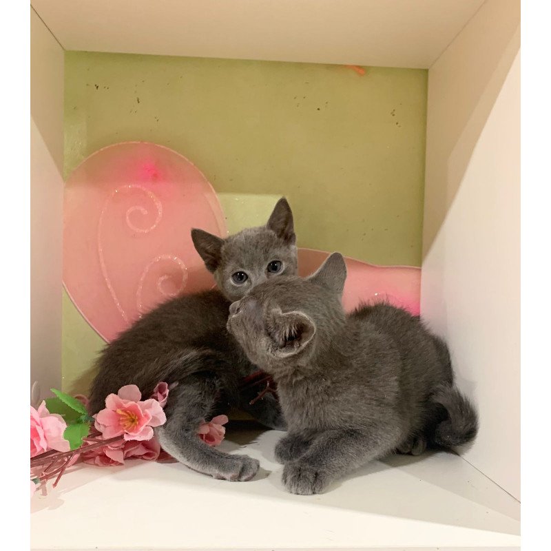 Russian Blue 12.10b