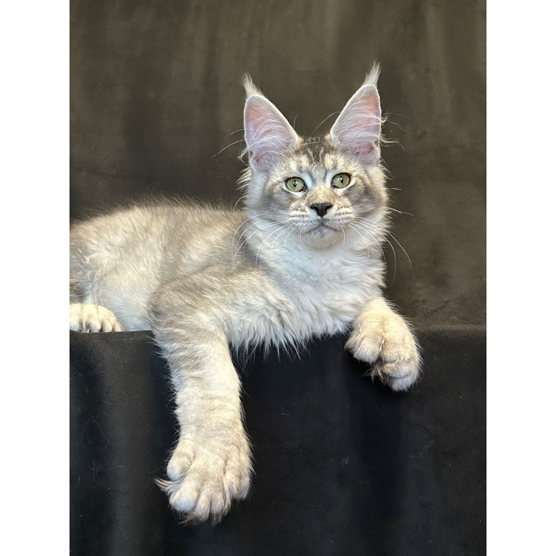 Maine Coon EZ Rachel Polydactyl!