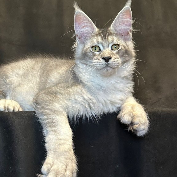 Maine Coon EZ Rachel Polydactyl!