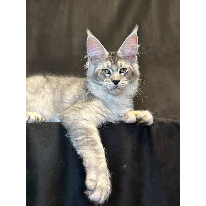 Maine Coon EZ Rachel Polydactyl!