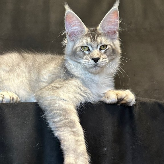 Maine Coon EZ Rachel Polydactyl!