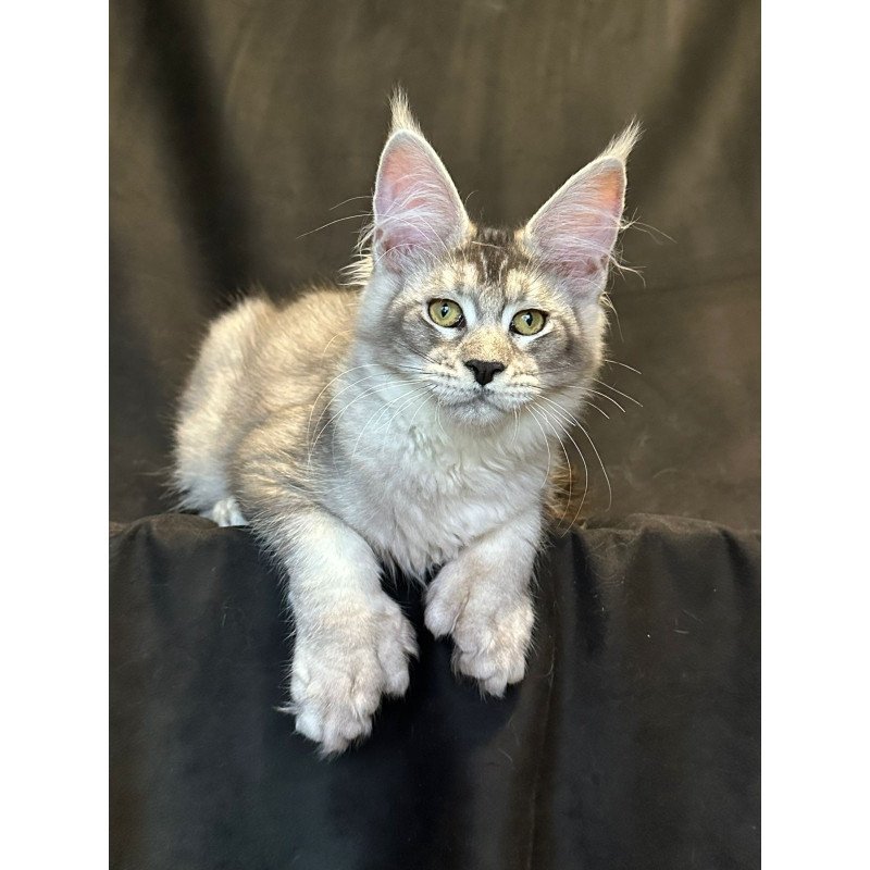Maine Coon EZ Rachel Polydactyl!