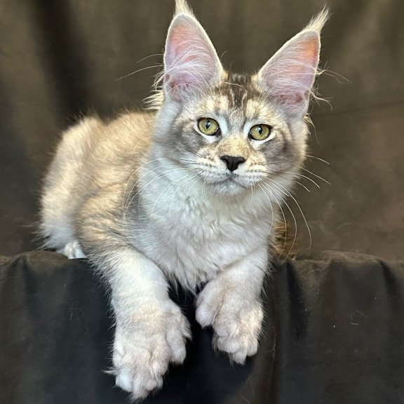Maine Coon EZ Rachel Polydactyl!