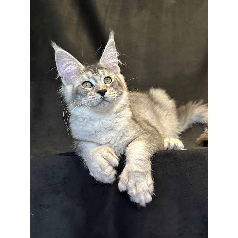 Maine Coon EZ Rachel Polydactyl!