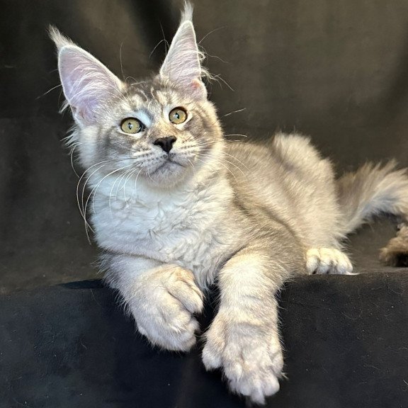 Maine Coon EZ Rachel Polydactyl!