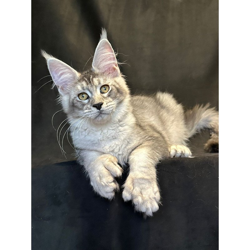 Maine Coon EZ Rachel Polydactyl!