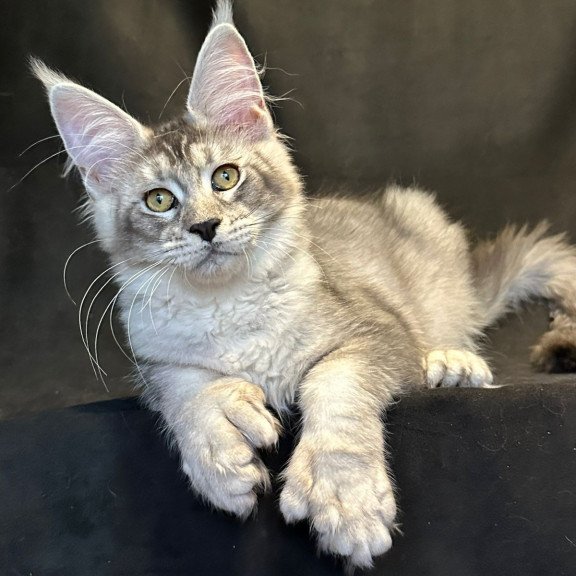 Maine Coon EZ Rachel Polydactyl!