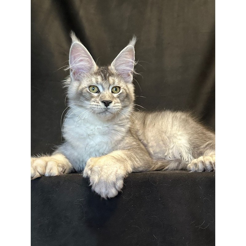 Maine Coon EZ Rachel Polydactyl!