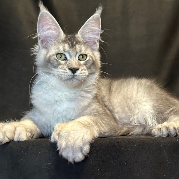 Maine Coon EZ Rachel Polydactyl!