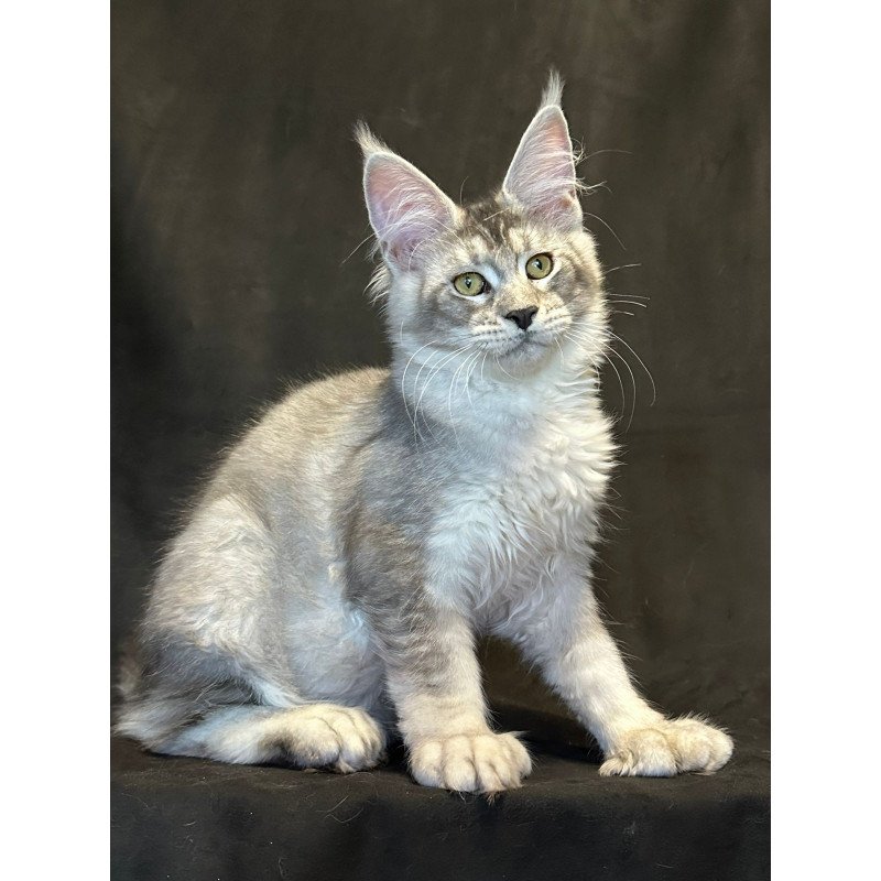 Maine Coon EZ Rachel Polydactyl!