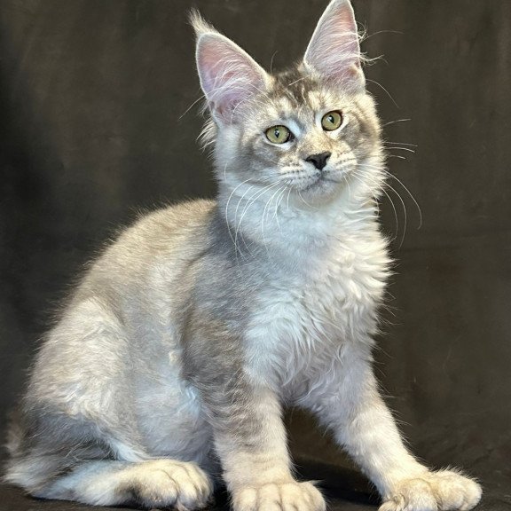 Maine Coon EZ Rachel Polydactyl!