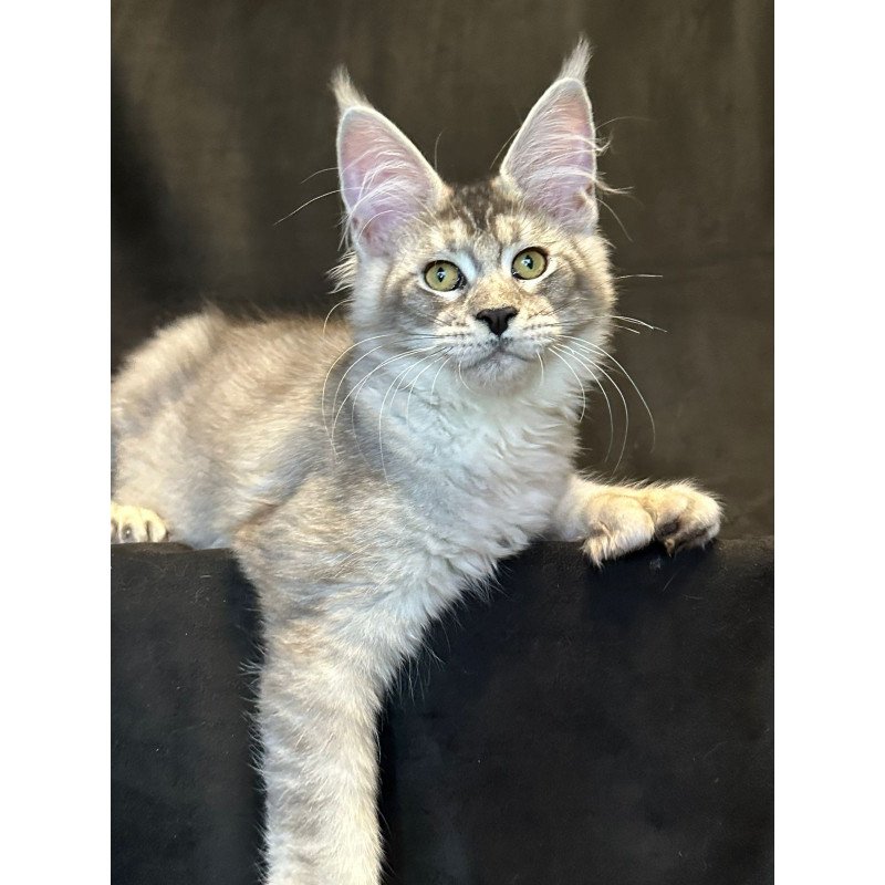 Maine Coon EZ Rachel Polydactyl!