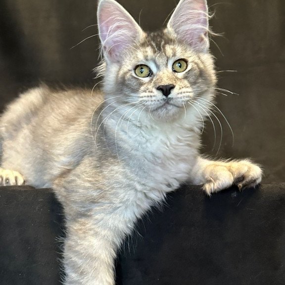 Maine Coon EZ Rachel Polydactyl!