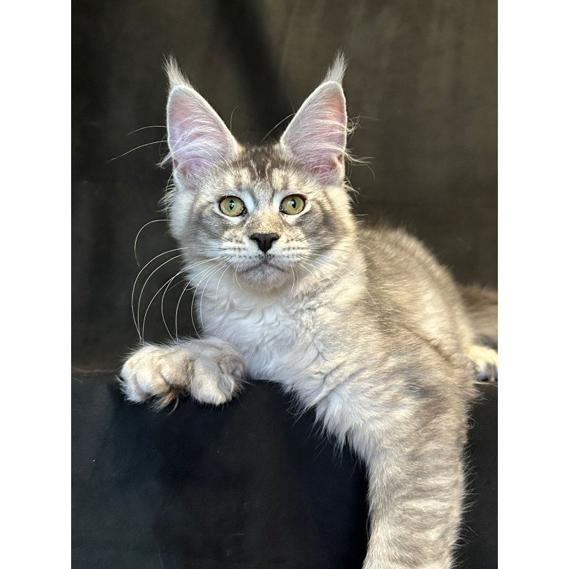 Maine Coon EZ Rachel Polydactyl!