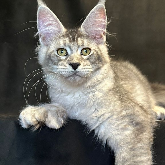 Maine Coon EZ Rachel Polydactyl!