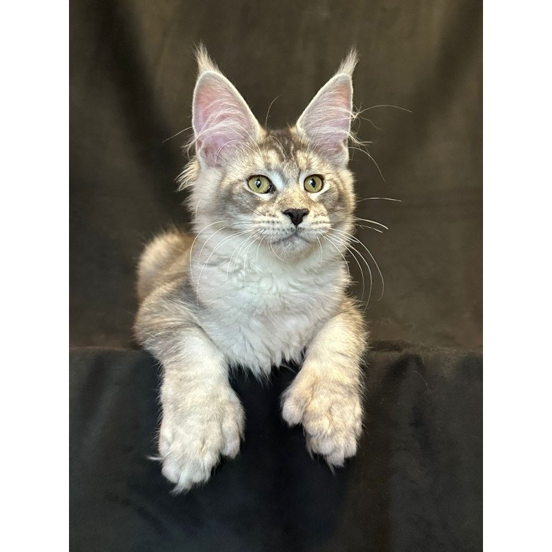 Maine Coon EZ Rachel Polydactyl!