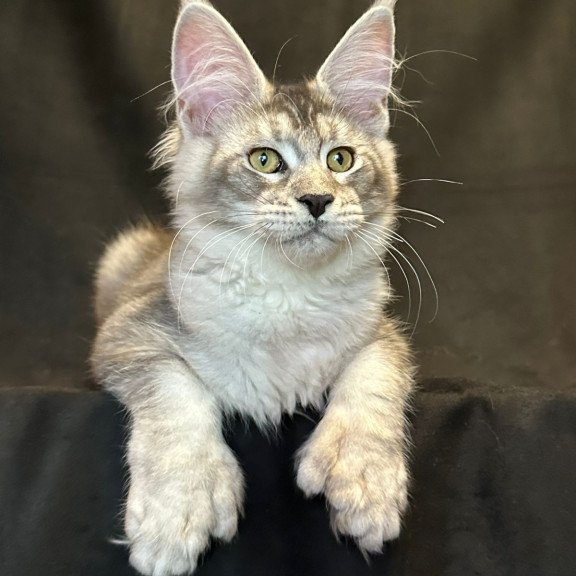Maine Coon EZ Rachel Polydactyl!