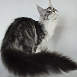 Maine Coon Alva Pandora1