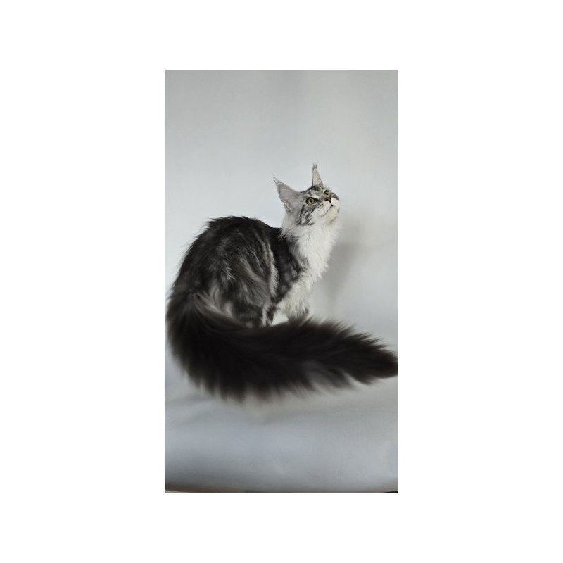Maine Coon Alva Pandora1