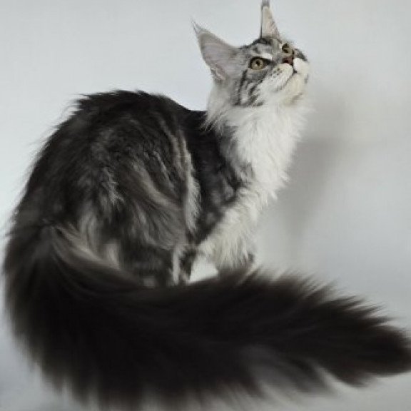 Maine Coon Alva Pandora1