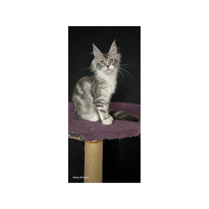 Maine Coon Alva Pandora1