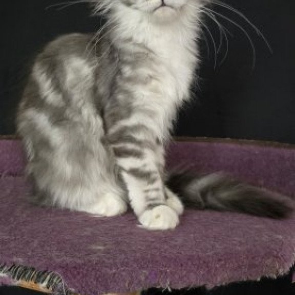 Maine Coon Alva Pandora1