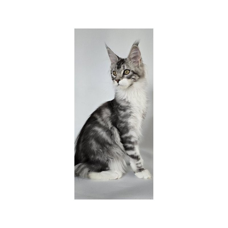 Maine Coon Alva Pandora1