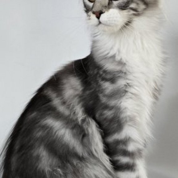 Maine Coon Alva Pandora1