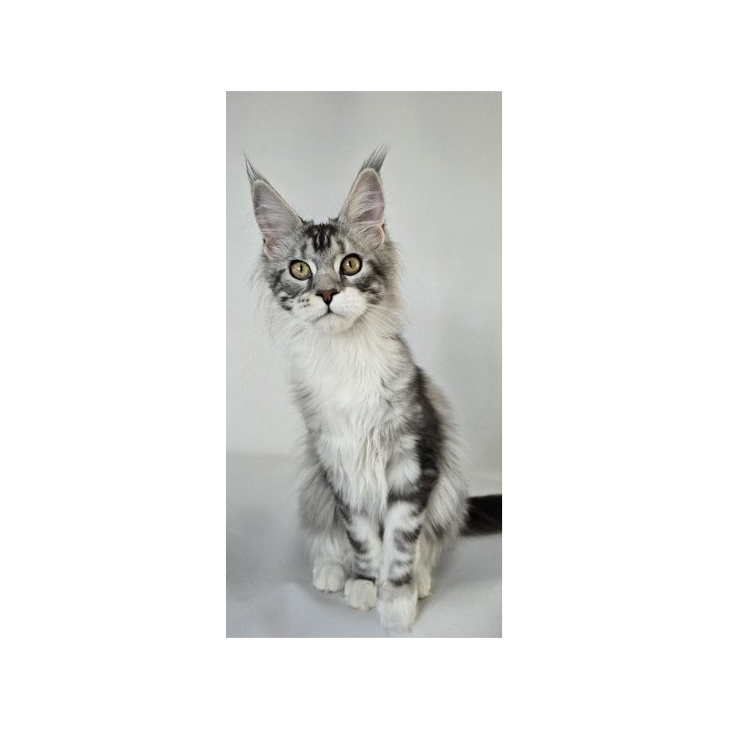 Maine Coon Alva Pandora1
