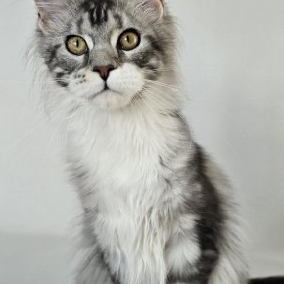 Maine Coon Alva Pandora1
