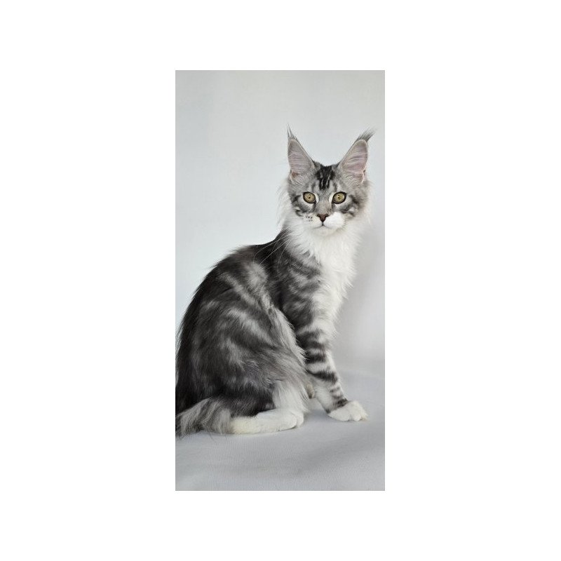 Maine Coon Alva Pandora1