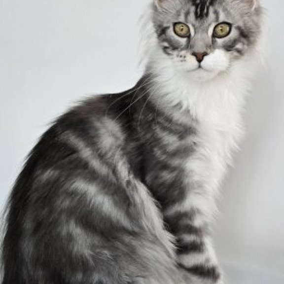 Maine Coon Alva Pandora1