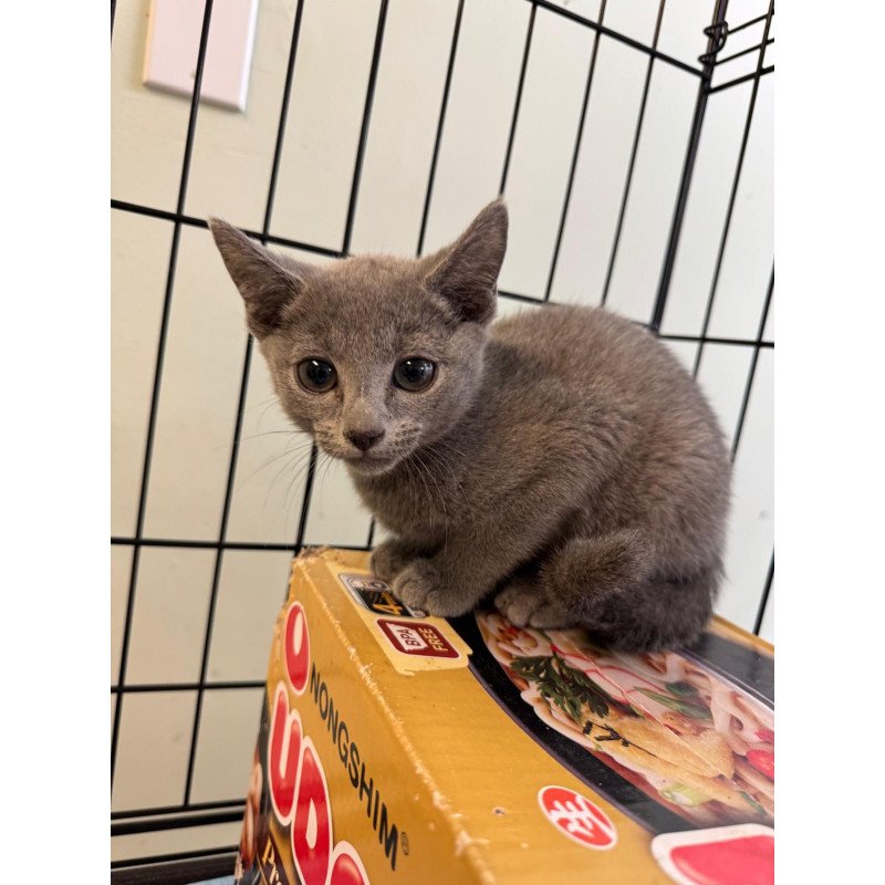 Russian Blue 12.19a