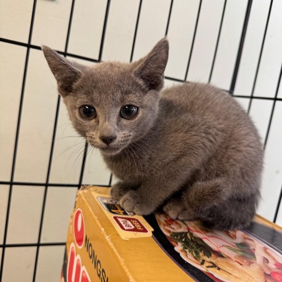 Russian Blue 12.19a