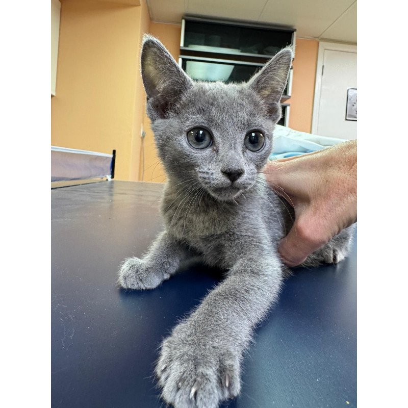 Russian Blue 12.19a
